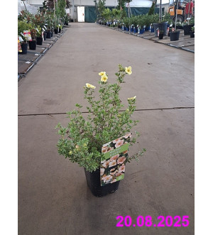 Potentilla frut. 'Daydawn' C 1,4 L